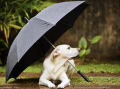 Що чекає на Харків 20 грудня: прогноз погоди