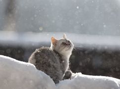 Какая будет погода в Харькове 17 января: прогноз синоптиков