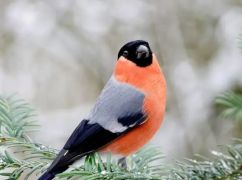 Якої погоди чекати на Харківщині 3 лютого: прогноз синоптиків