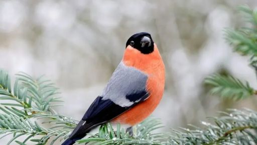 Якої погоди чекати на Харківщині 3 лютого: прогноз синоптиків