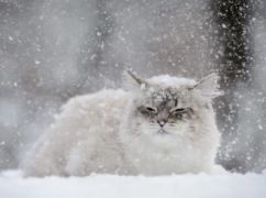 Якою буде погода у Харкові 18 лютого: прогноз синоптиків