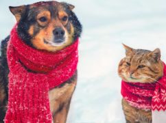 Як зміниться погода в Харкові та області 24 лютого: прогноз синоптиків