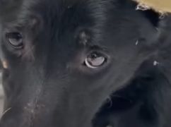 В Харькове ищут семью для собаки, которая охраняла погибших от мороза щенков в Дружковке