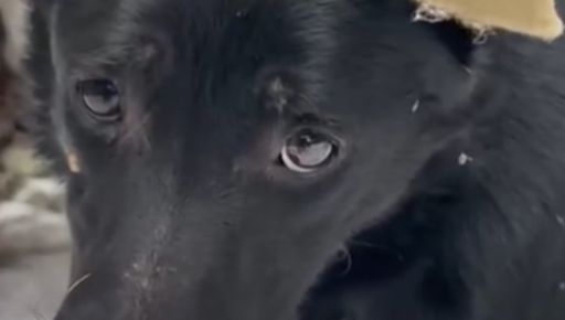 У Харкові шукають родину для собаки, яка охороняла загиблих від морозу цуценят у Дружківці