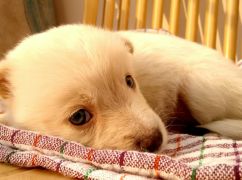 У Харкові підтвердили випадок сказу у цуценяти