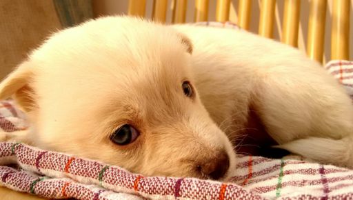 В Харькове подтвердили случай бешенства у щенка