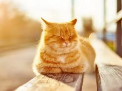 Погода у Харкові 12 березня: що прогнозують синоптики