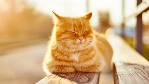 Погода в Харькове 12 марта: что прогнозируют синоптики