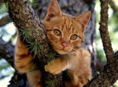 Чого очікувати від погоди в Харкові 21 березня: прогноз