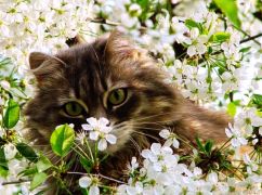 Какой будет погода в Харьковской области 25 марта: прогноз синоптиков