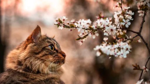 Погода в Харькове 8 апреля: когда ожидать дождя