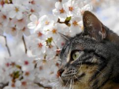 Якою буде погода у Харкові 15 квітня: прогноз синоптиків