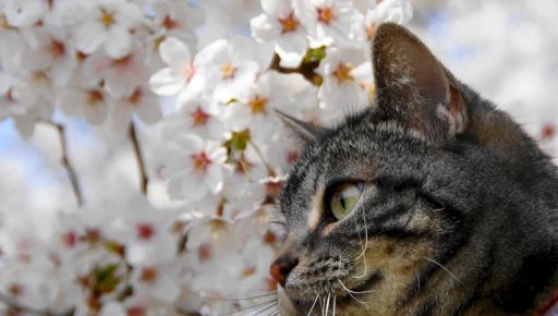 Якою буде погода у Харкові 15 квітня: прогноз синоптиків