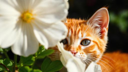 У Харкові потеплішає: прогноз погоди на 16 квітня