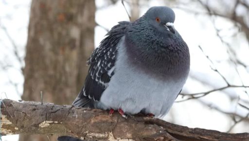 Синоптики попередили про заморозки на Харківщині 20 квітня