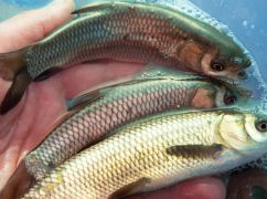 В Харьковской области провели масштабное зарыбление водоемов: выпустили более 200 тыс. мальков