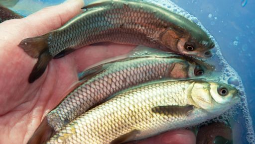 На Харківщині провели масштабне зариблення водойм: випустили понад 200 тис. мальків