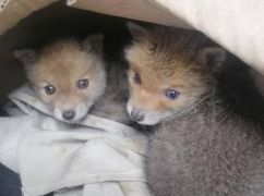 На Харківщині врятували лисенят, яких енергетики знайшли у коробці біля підприємства