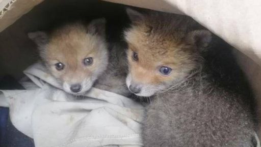 На Харьковщине спасли лисенков, которых энергетики нашли в коробке возле предприятия
