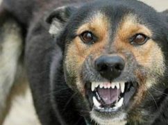 На Харківщині виявили осередок сказу: під карантин потрапили три населені пункти