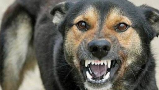 На Харківщині виявили осередок сказу: під карантин потрапили три населені пункти