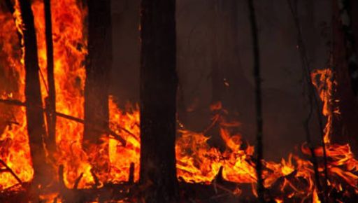 На Харківщині за тиждень вигоріло майже 180 га сухостою