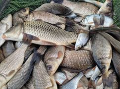 На Печенізькому водосховищі жінка наловила риби на майже 129 тис. грн