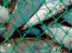На Харьковщине незаконно выловили рыбу: ущерб превысил 94 тыс. грн