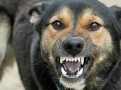 В Харьковской области зафиксировали случай бешенства: в селе ввели карантин