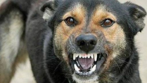 На Харківщині зафіксували випадок сказу: у селі ввели карантин