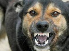 У Харківській області в собаки виявили сказ: що варто знати