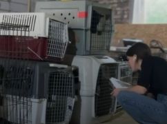 Харьковские зоозащитники за три дня вывезли из Краматорска 70 собак