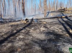 На Харківщині з початку року через обстріли згоріло понад 120 га лісу