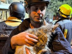 Кошка с инсультом и собака без дома: в Харькове спасают животных после атаки 12 октября