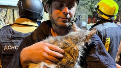 Кошка с инсультом и собака без дома: в Харькове спасают животных после атаки 12 октября