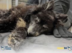 Нашли на обочине трассы: в Харькове спасают травмированную 8-летнюю собаку