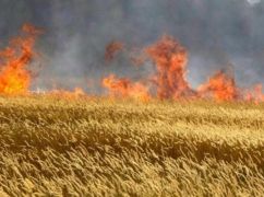 На Харківщині через обстріли окупантів горять пшеничні поля - Синєгубов