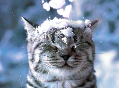 Засипить снігом: якою буде погода у Харкові 20 лютого