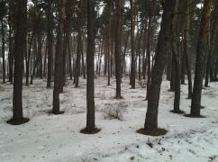 В Харькове вырубят около 250 деревьев в рекреационной зоне: Мэрия уверяет, что застройки не будет