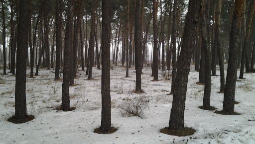 Харківський Лісопарк закритий для відвідування через замінування - Терехов 