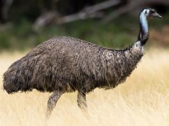 На Харківщині тато-страус готується до поповнення: світлини із зоопарку