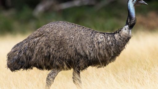 На Харківщині тато-страус готується до поповнення: світлини із зоопарку