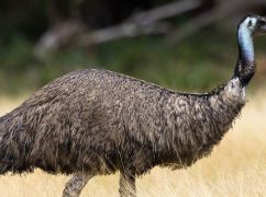 На Харьковщине папа-страус готовится к пополнению: фотографии из зоопарка