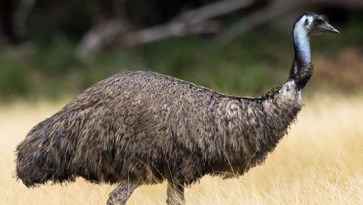 На Харківщині тато-страус готується до поповнення: світлини із зоопарку
