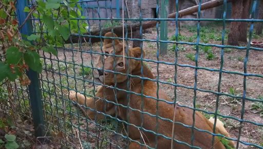 До харківського Екопарку повернули перших хижаків