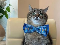 Харьковский звездный кот Степан "засветился" в вышитом наряде