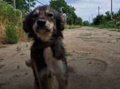 Чекали в зруйнованих будинках: Харківські волонтери показали кадри евакуації тварин із Херсона
