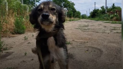 Ждали в разрушенных домах: Харьковские волонтеры показали кадры эвакуации животных из Херсона