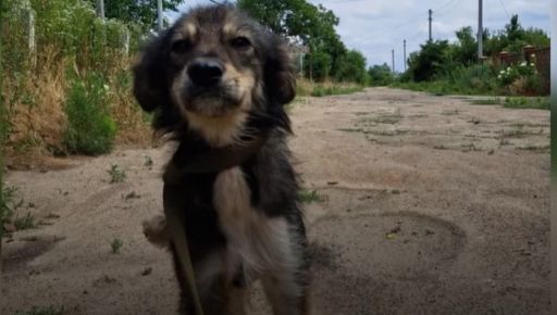 Чекали в зруйнованих будинках: Харківські волонтери показали кадри евакуації тварин із Херсона