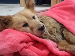 В Харькове из 4-метровой ямы достали собаку, которая пострадала из-за российского обстрела